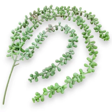 Mű csüngő varjúháj 3 szálas gumi 70 cm - hamvaszöld szemből