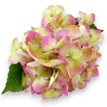 Mű hortenzia szál kicsi gumi 22 cm - pink cirmos szemből