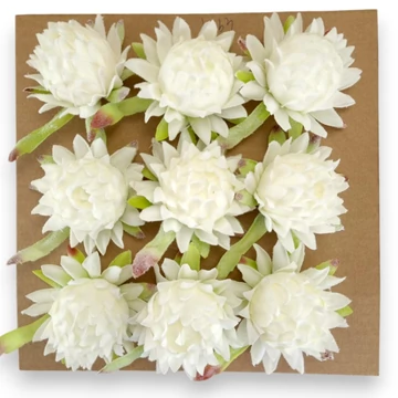 Mű protea fejek tálcán 9 db flokkolt 10 cm - fehér összes