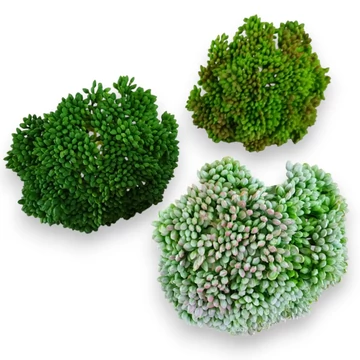Mű pozsgás varjúháj bimbók gumi 11 cm szemből