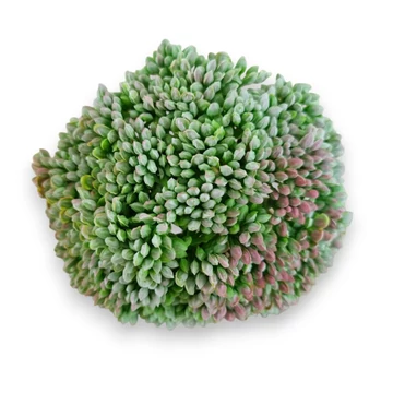 Mű pozsgás varjúháj bimbók gumi 11 cm - világoszöld szemből