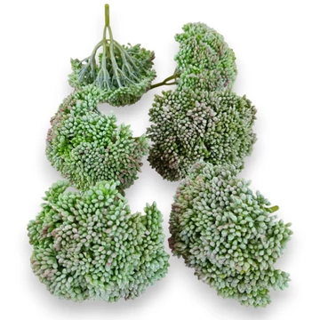 Mű pozsgás varjúháj bimbó csomag gumi 6 db 11 cm - világoszöld mind