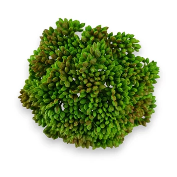 Mű pozsgás varjúháj bimbók gumi 11 cm - piros cirmos szemből
