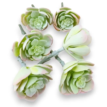Mű echeveria pallida csomag 6 db gumi 13 cm - hamvas mind