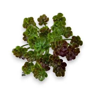 Mű pozsgás kövirózsa bokor 14 cm - bíborlila szemből