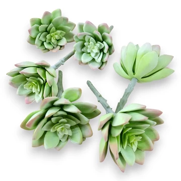 Mű sedum palmeri csomag gumi 13 cm - hamvas mind