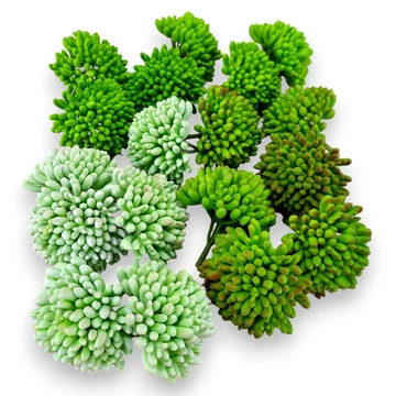 Mű vastaglevelű varjúháj csomag 6 db kicsi gumi 8 cm mind