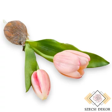Mű hagymás tulipán kerek gumi 24 cm - világos rózsaszín szemből