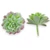 Mű mini aeonium tabuliforme szál gumi 7 cm - hamvas szemből