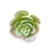 Mű echeveria pallida szál gumi 13 cm - hamvas szemből