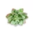 Mű sedum palmeri szál gumi 13 cm - hamvas szemből