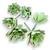 Mű sedum palmeri csomag gumi 13 cm - hamvas mind