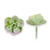 Mű mini sedum kimnachii szál gumi 7 cm - hamvas szemből