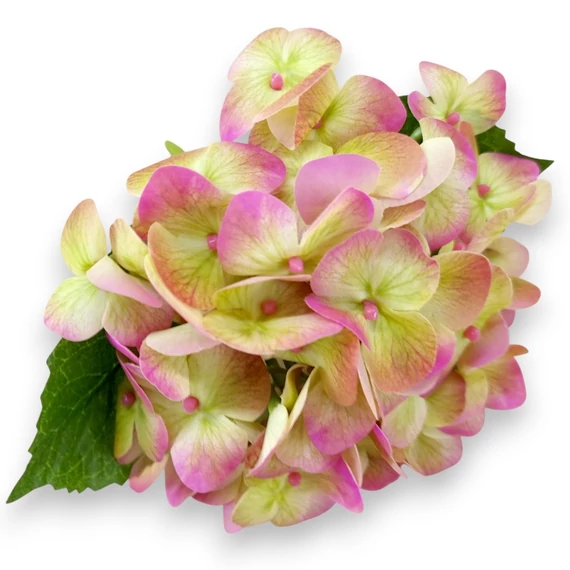 Mű hortenzia szál kicsi gumi 22 cm - pink cirmos szemből