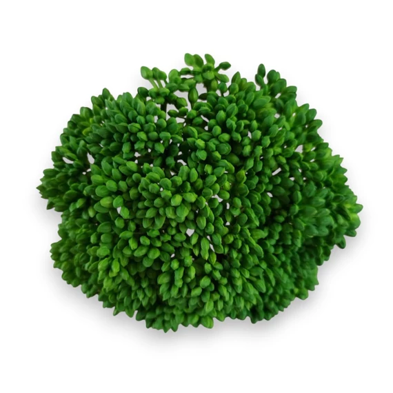 Mű pozsgás varjúháj bimbók gumi 11 cm - sötétzöld szemből