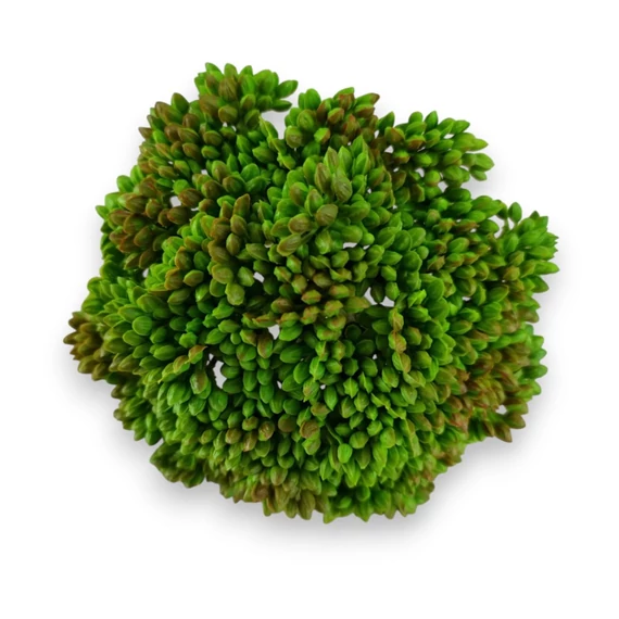 Mű pozsgás varjúháj bimbók gumi 11 cm - piros cirmos szemből