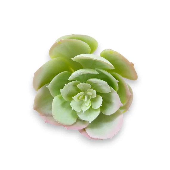 Mű echeveria pallida szál gumi 13 cm - hamvas szemből