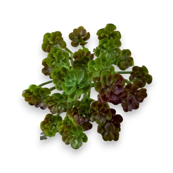 Mű pozsgás kövirózsa bokor 14 cm - bíborlila szemből