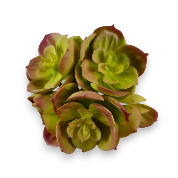 Mű pozsgás kövirózsa bokor gumi 9 cm - bíbor cirmos szemből