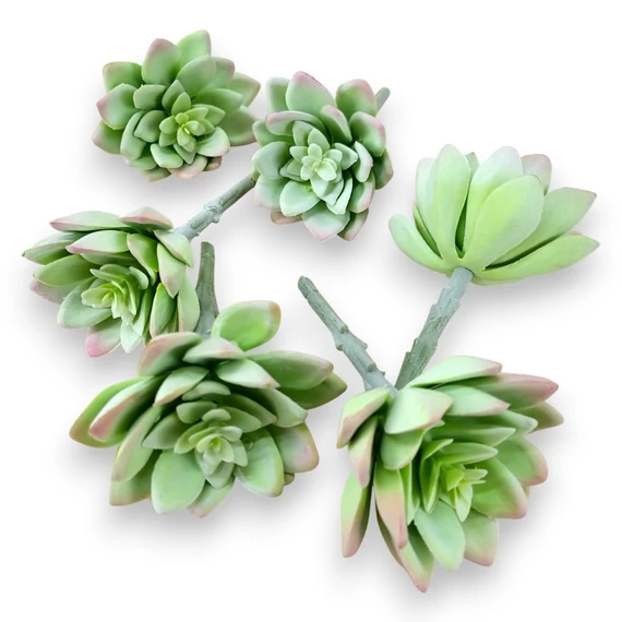 Mű sedum palmeri csomag gumi 13 cm - hamvas mind