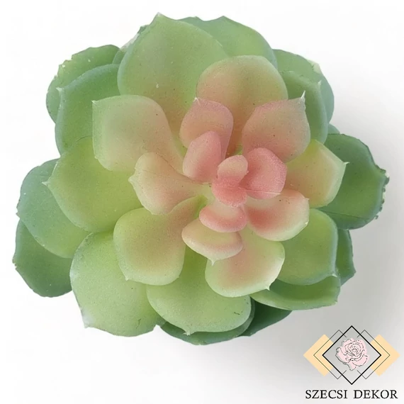 Mű pozsgás kövirózsa 12,5 cm - hamvas szemből