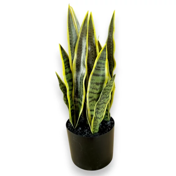 Mű szobai tigrislevél cserépben 47 cm - zöld álló