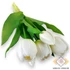 Kép 1/3 - Mű tulipán köteg 5 szál gumi 31 cm - fehér szemből