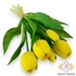 Kép 1/3 - Mű tulipán köteg 5 szál gumi 31 cm - sárga szemből