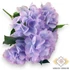 Kép 3/4 - Mű hortenzia csokor közepes 5 szál gumi 46 cm - lila ferde