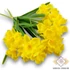 Kép 1/4 - Mű bokros jonquil nárcisz köteg 3 szál gumi 38 cm - sárga szemből