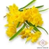 Kép 1/4 - Mű jonquil nárcisz köteg 5 szál gumi 30 cm - sárga szemből