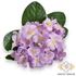 Kép 1/3 - Mű fokföldi ibolya csokor 5 szál selyem 18 cm - halványlila szemből