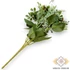 Kép 3/3 - Mű ranunculus vegyes csokor 5 szál selyem 33 cm- fehér hátul