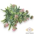 Kép 1/4 - Mű zöld achillea alpina csokor 5 szál 33 cm - rózsaszín szemből