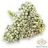 Kép 1/3 - Mű zöld nagybogyós köteg 6 szál 27 cm - halványsárga szemből