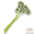 Kép 3/3 - Mű zöld nagybogyós köteg 6 szál 27 cm - halványsárga hátul