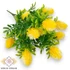 Kép 3/4 - Mű zöld banksia serrata csokor 7 szál 38 cm - sárga ferde