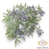 Kép 1/4 - Mű zöld podocarpus elatus csokor 5 szál 32 cm - lila szemből