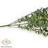 Kép 2/4 - Mű zöld euphorbia cotinifolia csokor közepes 5 szál 42 cm - zöld oldalt