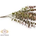 Kép 2/4 - Mű zöld euphorbia cotinifolia csokor közepes 5 szál 42 cm - barna oldalt