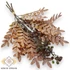 Kép 1/4 - Mű zöld pleopeltis polypodioides köteg 3 szál antik 50 cm - narancs szemből