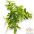 Kép 1/3 - Mű zöld buxus csokor 5 szál 32 cm - zöld szemből