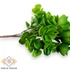 Kép 2/3 - Mű zöld sedum tarnatum csokor 5 szál 31 cm - zöld közeli