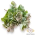 Kép 1/3 - Mű zöld sedum tarnatum csokor 5 szál 31 cm - rózsaszín szemből