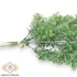 Kép 3/4 - Mű zöld kömény köteg 6 szál 28 cm - hamvas közeli