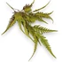 Kép 1/4 - Mű pteris dentata csokor gumis 3 szál 57 cm - zöld szemből