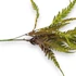 Kép 2/4 - Mű pteris dentata csokor gumis 3 szál 57 cm - zöld közeli