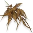 Kép 1/4 - Mű pteris dentata csokor gumis 3 szál 57 cm - barna szemből