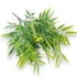 Kép 1/4 - Mű zöld perui borsfa csokor 5 szál 40 cm - sárga szemből