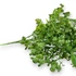 Kép 2/4 - Mű zöld lophomyrtus bullata csokor 5 szál 36 cm - sötétzöld közeli